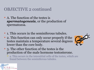 OBJECTIVE 2 continued
 A. The function of the testes is
spermatogenesis, or the production of
spermatozoa.
 1. This occurs in the seminiferous tubules.
 2. This function can only occur properly if the
testes maintain a temperature several degrees
lower than the core body.
 3. The other function of the testes is the
production of the male hormone testosterone.
 a. This occurs in the interstitial cells of the testes, which are
found between the seminiferous tubules.
 