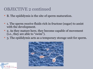 OBJECTIVE 2 continued
 B. The epididymis is the site of sperm maturation.
 1. The sperm receive fluids rich in fructose (sugar) to assist
with the development.
 2. As they mature here, they become capable of movement
(i.e., they are able to “swim”).
 3. The epididymis acts as a temporary storage unit for sperm.
 