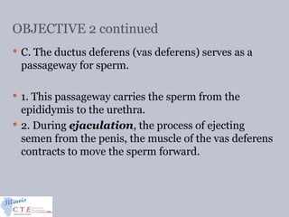 OBJECTIVE 2 continued
 C. The ductus deferens (vas deferens) serves as a
passageway for sperm.
 1. This passageway carries the sperm from the
epididymis to the urethra.
 2. During ejaculation, the process of ejecting
semen from the penis, the muscle of the vas deferens
contracts to move the sperm forward.
 