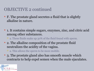 OBJECTIVE 2 continued
 F. The prostate gland secretes a fluid that is slightly
alkaline in nature.
 1. It contains simple sugars, enzymes, zinc, and citric acid
among other substances.
 a. These fluids make up 30% of the fluid found with sperm.
 2. The alkaline composition of the prostate fluid
neutralizes the acidity of the vagina.
 a. This allows the sperm to be more mobile.
 3. The prostate gland also has smooth muscle which
contracts to help expel semen when the male ejaculates.
 