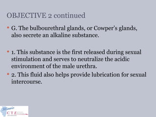 OBJECTIVE 2 continued
 G. The bulbourethral glands, or Cowper’s glands,
also secrete an alkaline substance.
 1. This substance is the first released during sexual
stimulation and serves to neutralize the acidic
environment of the male urethra.
 2. This fluid also helps provide lubrication for sexual
intercourse.
 