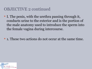 OBJECTIVE 2 continued
 I. The penis, with the urethra passing through it,
conducts urine to the exterior and is the portion of
the male anatomy used to introduce the sperm into
the female vagina during intercourse.
 1. These two actions do not occur at the same time.
 