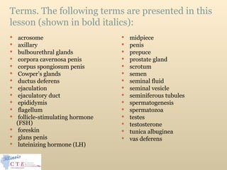 Terms. The following terms are presented in this
lesson (shown in bold italics):
 acrosome
 axillary
 bulbourethral glands
 corpora cavernosa penis
 corpus spongiosum penis
 Cowper’s glands
 ductus deferens
 ejaculation
 ejaculatory duct
 epididymis
 flagellum
 follicle-stimulating hormone
(FSH)
 foreskin
 glans penis
 luteinizing hormone (LH)
 midpiece
 penis
 prepuce
 prostate gland
 scrotum
 semen
 seminal fluid
 seminal vesicle
 seminiferous tubules
 spermatogenesis
 spermatozoa
 testes
 testosterone
 tunica albuginea
 vas deferens
 