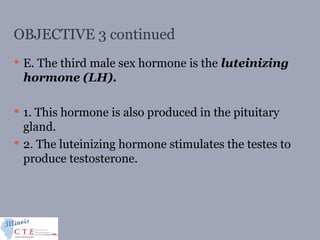 OBJECTIVE 3 continued
 E. The third male sex hormone is the luteinizing
hormone (LH).
 1. This hormone is also produced in the pituitary
gland.
 2. The luteinizing hormone stimulates the testes to
produce testosterone.
 
