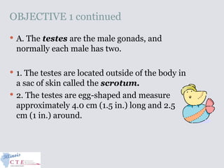 OBJECTIVE 1 continued
 A. The testes are the male gonads, and
normally each male has two.
 1. The testes are located outside of the body in
a sac of skin called the scrotum.
 2. The testes are egg-shaped and measure
approximately 4.0 cm (1.5 in.) long and 2.5
cm (1 in.) around.
 