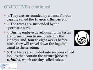 OBJECTIVE 1 continued
 3. They are surrounded by a dense fibrous
capsule called the tunica albuginea.
 4. The testes are suspended by the
spermatic cord.
 5. During embryo development, the testes
are formed from tissue located by the
kidneys, and, four to eight weeks before
birth, they will travel down the inguinal
canal to the scrotum.
 6. The testes are divided into sections called
lobules that contain the seminiferous
tubules, which are tiny coiled tubes.
 