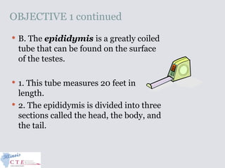 OBJECTIVE 1 continued
 B. The epididymis is a greatly coiled
tube that can be found on the surface
of the testes.
 1. This tube measures 20 feet in
length.
 2. The epididymis is divided into three
sections called the head, the body, and
the tail.
 