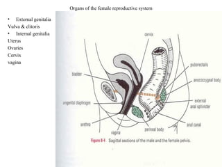 Organs of the female reproductive system

•   External genitalia
Vulva & clitoris
• Internal genitalia
Uterus
Ovaries
Cervix
vagina
 