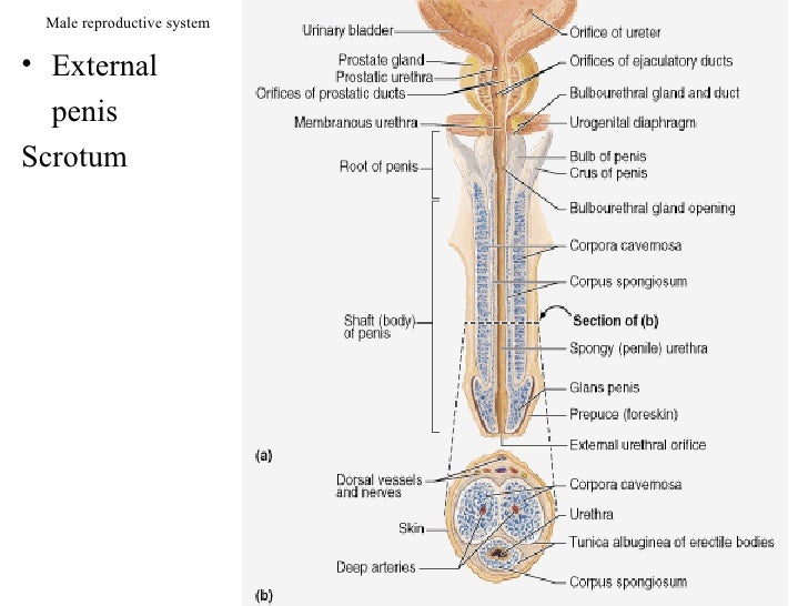 Male Reproductive System Male Reproductive System