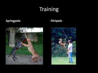 Springpole Tree HSUS Law Enforcement Primer | PPTX