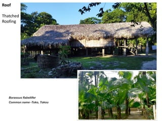 Roof
Thatched
Roofing
Borassus flabellifer
Common name -Toko, Tokou
 