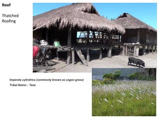 Imperata cylindrica (commonly known as cogon grass)
Tribal Name:- Tase
Roof
Thatched
Roofing
 