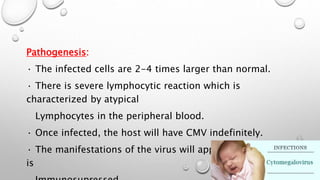 Pathogenesis: 
· The infected cells are 2-4 times larger than normal. 
· There is severe lymphocytic reaction which is 
characterized by atypical 
Lymphocytes in the peripheral blood. 
· Once infected, the host will have CMV indefinitely. 
· The manifestations of the virus will appear when the host 
is 
Immunosupressed. 
 