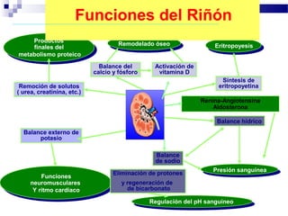 Funciones del Riñón
    Productos
     Productos                       Remodelado óseo
                                      Remodelado óseo                Eritropoyesis
    finales del
     finales del                                                      Eritropoyesis
metabolismo proteico
metabolismo proteico
                              Balance del        Activación de
                            calcio y fósforo      vitamina D
                                                                       Síntesis de
 Remoción de solutos                                                  eritropoyetina
( urea, creatinina, etc.)
                                                                 Renina-Angiotensina
                                                                     Aldosterona

                                                                      Balance hídrico
  Balance externo de
       potasio

                                                 Balance
                                                 de sodio
                                                                     Presión sanguínea
                                                                      Presión sanguínea
                                   Eliminación de protones
         Funciones
           Funciones
     neuromusculares
      neuromusculares                 y regeneración de
      Y ritmo cardiaco                  de bicarbonato
       Y ritmo cardiaco
                                               Regulación del pH sanguíneo
                                                Regulación del pH sanguíneo
 