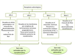 Receptores adrenérgicos
Alfa 1 Alfa 2 Beta 2Beta 1
Situados en célula
postsináptica en
músculo liso ,
desencadenando
vasoconstricción
y
reabsorción de
Na+
Situados en las membranas
pre sinápticas de
terminaciones nerviosas
posganglionares.
Tiene como función la
inhibición posterior de
noradrenalina
Situados en el
miocardio. Estimula
frecuencia y
contracción cardiaca:
aumentando el GC; y
estimula la liberación
de renina
Situados en el
músculo de fibra
lisa,
desencadenando
vasodilatación.
Son más
activados por la
noradrenalina
Son más
activados por la
adrenalina
 