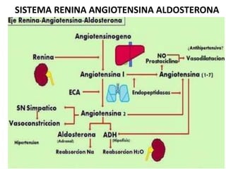SISTEMA RENINA ANGIOTENSINA ALDOSTERONA
 
