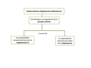 Sistema Renina-Angiotensina-Aldosterona
Contribuyen a la regulación de la
presión arterial
Las propiedades
vasoconstrictoras de la
angiotensina II
La capacidad de
retención de sodio
de la aldosterona
A través de
 