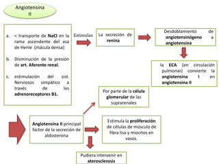 a. < transporte de NaCl en la
rama ascendente del asa
de Henle (mácula densa)
b. Disminución de la presión
de art. Aferente renal.
c. estimulación del sist.
Nerviosos simpático a
través de los
adrenoreceptores B1.
Angiotensina
II
La secreción de
renina
Estimulan
Desdoblamiento de
angiotensinógeno a
angiotensina
la ECA (en circulación
pulmonar) convierte la
angiotensina I en
angiotensina II
Angiotensina II principal
factor de la secreción de
aldosterona
Estimula la proliferación
de células de músculo de
fibra lisa y miocitos en
vasos.
Pudiera intervenir en
aterosclerosis
Por parte de la célula
glomerular de las
suprarenales
 
