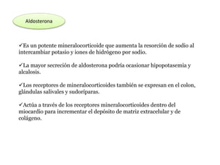 Aldosterona
Es un potente mineralocorticoide que aumenta la resorción de sodio al
intercambiar potasio y iones de hidrógeno por sodio.
La mayor secreción de aldosterona podría ocasionar hipopotasemia y
alcalosis.
Los receptores de mineralocorticoides también se expresan en el colon,
glándulas salivales y sudoríparas.
Actúa a través de los receptores mineralocorticoides dentro del
miocardio para incrementar el depósito de matriz extracelular y de
colágeno.
 