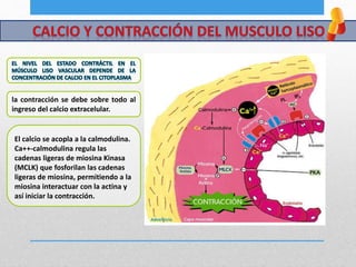 la contracción se debe sobre todo al
ingreso del calcio extracelular.
El calcio se acopla a la calmodulina.
Ca++-calmodulina regula las
cadenas ligeras de miosina Kinasa
(MCLK) que fosforilan las cadenas
ligeras de miosina, permitiendo a la
miosina interactuar con la actina y
así iniciar la contracción.
 