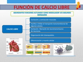 CALCIO LIBRE
Excitación y contracción muscular.
Facilita o inhibe el transporte transmembranal de
algunos solutos
Organización del citoesqueleto.
Excitación- liberación de neurotransmisores
de neuronas.
Diferenciación y muerte celular
 