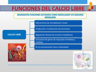 CALCIO LIBRE
Mecanismos de remodelación tisular
Producción y la liberación de hormonas
Activación de genes de respuesta inmediata y
mediata
Regulación directa de enzimas metabólicas
En la comunicación intra e intercelular
 
