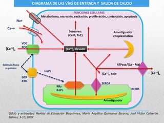 Metabolismo, secreción, excitación, proliferación, contracción, apoptosis
VOC
ROC
GCR
RTX
[Ca++]i elevado[Ca++]e
Sensores:
(CaM, TnC)
Estímulo físico
o químico
[Ca++]e
Amortiguador
citoplasmático
Amortiguador
InsP3
RRy
R-IP3
[Ca++]i bajo
ATPasa/(Ca – Mg)
Calcio y eritrocitos; Revista de Educación Bioquímica, María Angélica Quintanar Escorza, José Víctor Calderón
Salinas, 3-10, 2007
SERCA
RE/RS
Na+
Ca++
DIAGRAMA DE LAS VÍAS DE ENTRADA Y SALIDA DE CALCIO
 
