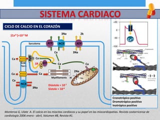 CICLO DE CALCIO EN EL CORAZÓN
Ca2+
Monteroa G, Ulate A. El calcio en los miocitos cardíacos y su papel en las miocardiopatías. Revista costarricense de
cardiología 2006 enero - abril, Volumen #8, Revista #1.
NCX
3Na 2k
3NaCa
Ca Ca
2Na
HMyofilaments
PLB
ATP
RyR
NCX
Sarcolema
Cca
Tipo L
Ca
Ca
Ca
Ca
SR
Ca
3Na
ATP ATP
[Ca2+]=10-3 M
Diástole = 10-7
Sístole = 10-6
Cronotrópico positivo
Dromotrópico positivo
Inotrópico positivo
 