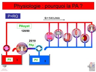 Q = 5-6 L/min
P=RQ
Physiologie : pourquoi la PA ?
PAsyst
PAp
120/80
25/10
3 3
PV PV
 
