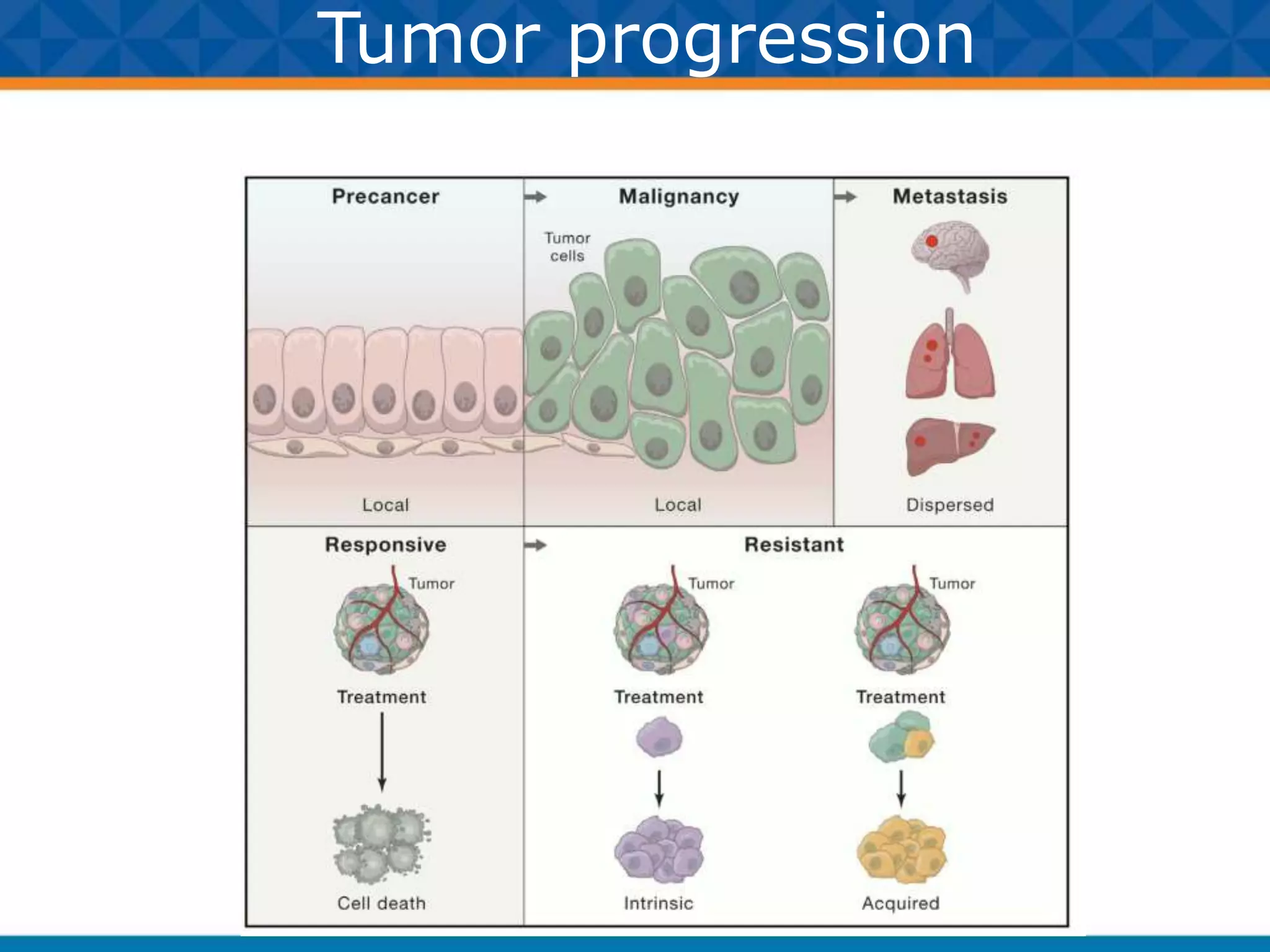 NCI HTAN, cancer trajectories, precision oncology | PPTX
