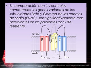 American Heart Association. Calhoun et al. Resistant Hypertension: Diagnosis, evaluation and treatment. Journal of American Heart Association.
2008: 51; 1403-1419. USA.
• En comparación con los controles
normotensos, los genes variantes de las
subunidades Beta y Gamma de los canales
de sodio (ENaC), son significativamente mas
prevalentes en los pacientes con HTA
resistente.
• En comparación con los controles
normotensos, los genes variantes de las
subunidades Beta y Gamma de los canales
de sodio (ENaC), son significativamente mas
prevalentes en los pacientes con HTA
resistente.
 