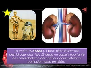 American Heart Association. Calhoun et al. Resistant Hypertension: Diagnosis, evaluation and treatment. Journal of American Heart Association.
2008: 51; 1403-1419. USA.
La enzima CYP3A5 (11 beta hidroxiesteroide
deshidrogenasa tipo 2) juega un papel importante
en el metabolismo del cortisol y corticosterona,
particularmente en riñón.
 