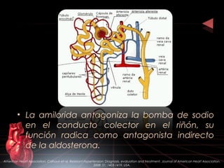 • La amilorida antagoniza la bomba de sodio
en el conducto colector en el riñón, su
función radica como antagonista indirecto
de la aldosterona.
American Heart Association. Calhoun et al. Resistant Hypertension: Diagnosis, evaluation and treatment. Journal of American Heart Association.
2008: 51; 1403-1419. USA.
 