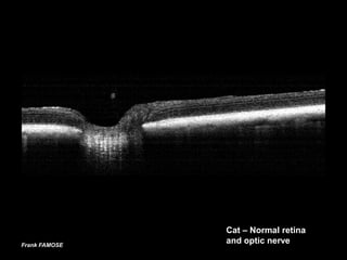 Cat – Normal retina
Frank FAMOSE
               and optic nerve
 