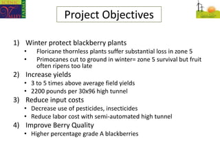 Project Objectives<br />Winter protect blackberry plants<br /><ul><li>Floricanethornless plants suffer substantial loss in...