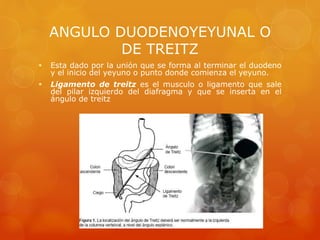 Hemorragia de Tubo digestivo Alto | PPT