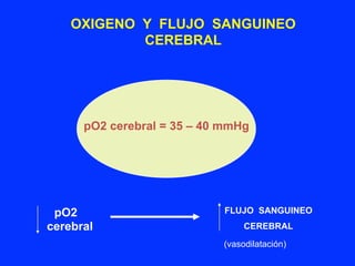 pO2 cerebral = 35 – 40 mmHg
pO2
cerebral
FLUJO SANGUINEO
CEREBRAL
OXIGENO Y FLUJO SANGUINEO
CEREBRAL
(vasodilatación)
 