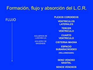 Formación, flujo y absorción del L.C.R.
FLUJO	
  	
  	
  	
  	
  	
  	
  	
  	
  	
  	
  	
  	
  	
  	
  	
  	
  	
  	
  	
  	
  	
  	
  	
  	
  	
  	
  	
  	
  	
  	
  	
  	
  	
  	
  	
  
PLEXOS COROIDEOS
VENTRICULOS
LATERALES
TERCER
VENTRICULO
CUARTO
VENTRICULO
CISTERNA MAGNA
ESPACIO
SUBARACNOIDEO
(VELLOSIDADES)
SENO VENOSO
SAGITAL
SENOS VENOSOS
AGUJEROS DE
LUSCHKA (2)
AGUJERO DE
MAGENDIE
 