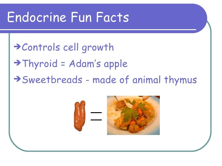 H:\Technology Applications\The Endocrine System2 Ppt2