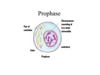 The phases of Mitosis By Stephanie | PPT