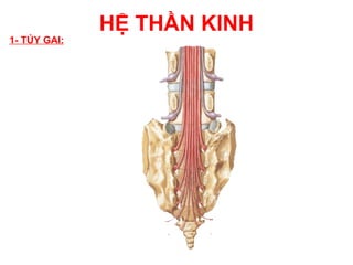 HỆ THẦN KINH
1- TỦY GAI:
 