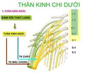 THẦN KINH CHI DƯỚI
1- THẦN KINH NGỒI:
                           L4
ĐÁM RỐI THẮT LUNG
ĐÁM RỐI THẮT LUNG          L5


                           S1

 THẦN KINH NGỒI
  THẦN KINH NGỒI           S2

                           S3


                           S4
                           S5
            TK CHÀY

    TK MÁC CHUNG
 