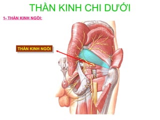 THẦN KINH CHI DƯỚI
1- THẦN KINH NGỒI:




      THẦN KINH NGỒI
       THẦN KINH NGỒI
 