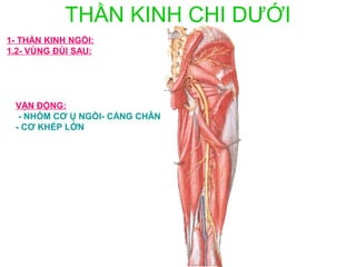 THẦN KINH CHI DƯỚI
1- THẦN KINH NGỒI:
1.2- VÙNG ĐÙI SAU:




 VẬN ĐỘNG:
  - NHÓM CƠ Ụ NGỒI- CẲNG CHÂN
 - CƠ KHÉP LỚN
 