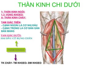 THẦN KINH CHI DƯỚI
1- THẦN KINH NGỒI:
1.3- VÙNG KHOEO:
A- THẦN KINH CHÀY:
TAM GIÁC TRÊN:
- CẠNH NGOÀI LÀ CƠ NHỊ ĐẦU
- CẠNH TRONG LÀ CƠ BÁN GÂN
BÁN MÀNG
TAM GIÁC DƯỚ I:
HAI ĐẦ U CƠ BỤ NG CHÂN



    TRÁM KHOEO
     TRÁM KHOEO




TK CHÀY- TM KHOEO- ĐM KHOEO
 