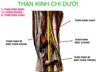 THẦN KINH CHI DƯỚI
1- THẦN KINH NGỒI:
1.3- VÙNG KHOEO:
A- THẦN KINH CHÀY:

                            THẦN KINH CHÀY




                            THẦN KINH
   THẦN KINH BÌ
                            MÁC CHUNG
   BẮP CHÂN NGOÀI




                            THẦN KINH BÌ
                            BẮP CHÂN TRONG
 