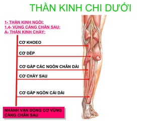 THẦN KINH CHI DƯỚI
1- THẦN KINH NGỒI:
1.4- VÙNG CẲNG CHÂN SAU:
A- THẦN KINH CHÀY:

      CƠ KHOEO

      CƠ DÉP


      CƠ GẤP CÁC NGÓN CHÂN DÀI

      CƠ CHÀY SAU



      CƠ GẤP NGÓN CÁI DÀI



NHÁNH VẬN ĐỘNG CƠ VÙNG
NHÁNH VẬN ĐỘNG CƠ VÙNG
CẲNG CHÂN SAU
CẲNG CHÂN SAU
 