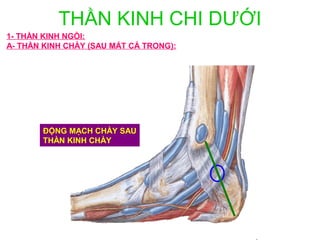 THẦN KINH CHI DƯỚI
1- THẦN KINH NGỒI:
A- THẦN KINH CHÀY (SAU MẮT CÁ TRONG):




       ĐỘNG MẠCH CHÀY SAU
       THÀN KINH CHÀY
 
