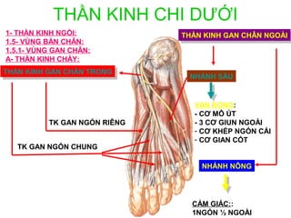 THẦN KINH CHI DƯỚI
1- THẦN KINH NGỒI:            THẦN KINH GAN CHÂN NGOÀI
                               THẦN KINH GAN CHÂN NGOÀI
1.5- VÙNG BÀN CHÂN:
1.5.1- VÙNG GAN CHÂN:
A- THẦN KINH CHÀY:
THẦN KINH GAN CHÂN TRONG
 THẦN KINH GAN CHÂN TRONG      NHÁNH SÂU


                                 VẬN ĐỘNG:
                                 - CƠ MÔ ÚT
          TK GAN NGÓN RIÊNG      - 3 CƠ GIUN NGOÀI
                                 - CƠ KHÉP NGÓN CÁI
                                 - CƠ GIAN CỐT
   TK GAN NGÓN CHUNG

                                  NHÁNH NÔNG




                                CẢM GIÁC::
                                1NGÓN ½ NGOÀI
 