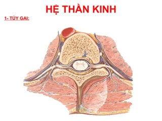 HỆ THẦN KINH
1- TỦY GAI:
 